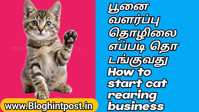 How to do cat farming business
