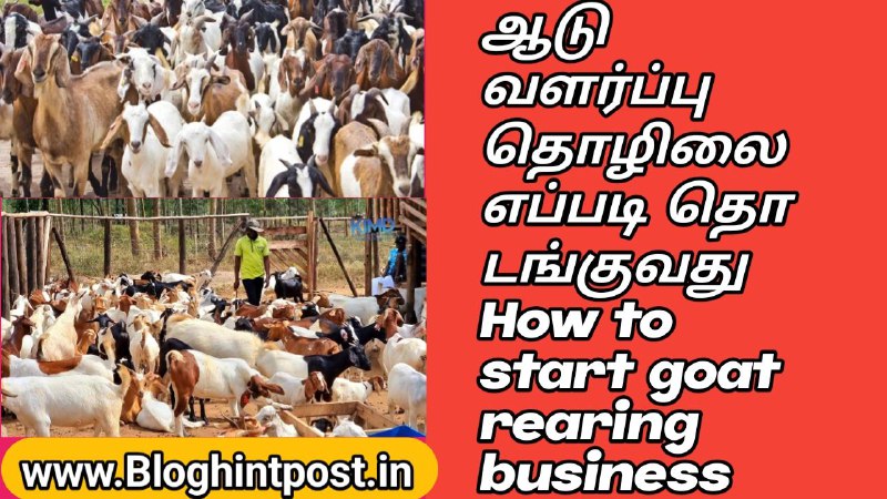 How to do goat rearing business