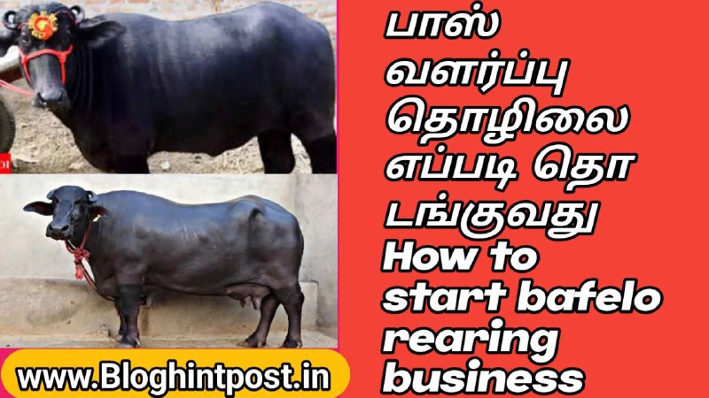 How to do buffalo rearing business